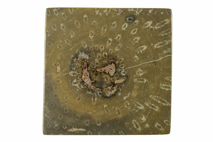 Polished Fossil Rugose Coral Slab - Morocco #276198
